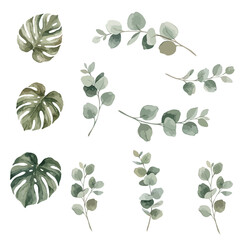 Obraz premium Set of watercolor eucalyptus branches and monstera leaves vector illustration, isolated botanical clipart elements in muted sage green for wedding invitations and boho design.