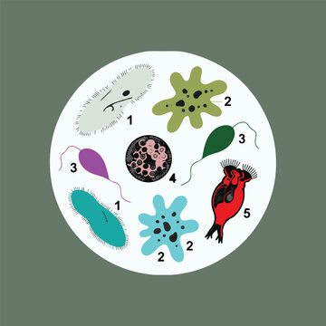 Abstract microorganism illustration collection bacteria amoeba flagellated protozoa spherical cell microscopic life science biology design concept artwork