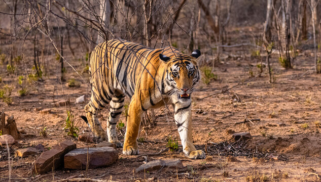 Tigress (Panthera tigris) walking in the jungle of panna.