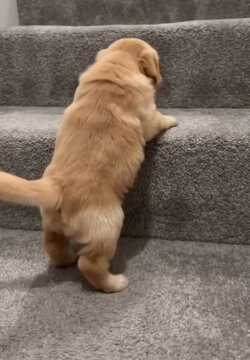 Golden retriever puppy struggling to climb carpeted stairs with clumsy paws in this heartwarming and adorable high definition animal video footage