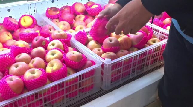 Customer hand selecting fresh red apples from supermarket crate