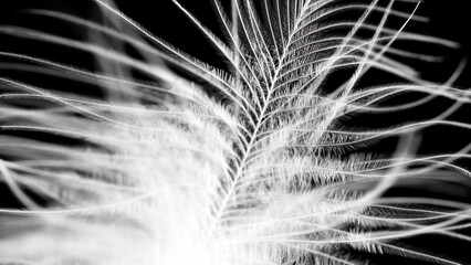 A feather with a white tip and a black background © schankz
