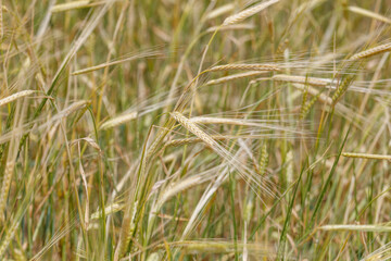 Obraz premium Golden wheat stalks sway in a sunlit field