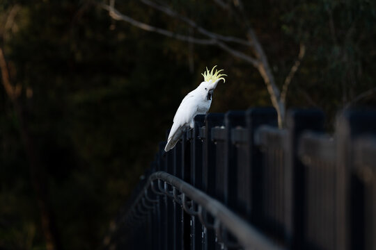yellow crested cockatoo sitting on a bridge in Australia