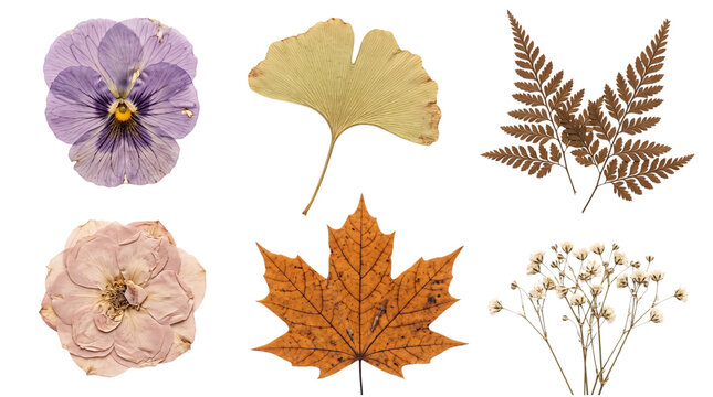 Collection of pressed flowers and leaves on geometric solated on transparent background