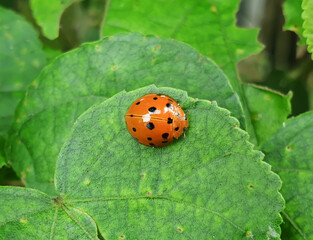 Close-up of an orange ladybug with black spots sitting on a green leaf in nature © dek