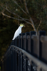 yellow crested cockatoo sitting on a bridge © Lucy Rock