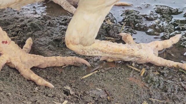 Chicken feet on muddy ground close up, poultry legs standing in wet dirt on a farm, organic livestock farming and agriculture concept