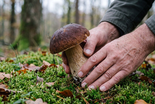 Close-up of weathered hands carefully picking a large porcini mushroom from a carpet of green moss and autumn leaves in a forest.