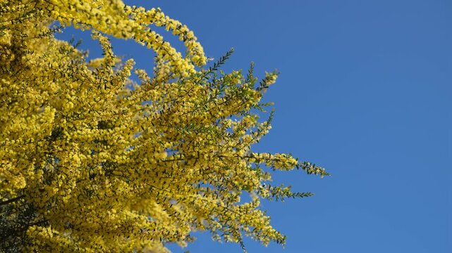 Golden wattle blossoms in full bloom against a clear blue sky. Australia's native floral emblem in full spring bloom. Negative space background.