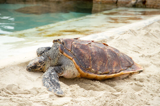 Leatherback Sea Turtle Resting on Sandy Beach by Tropical Water