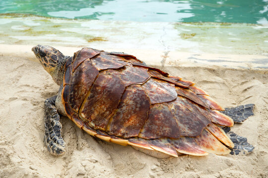Leatherback Sea Turtle Resting on Sandy Beach by Tropical Water