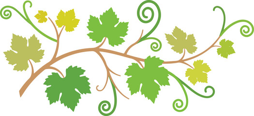 Obraz premium Green grapevine branch with leaves and curly tendrils vector illustration