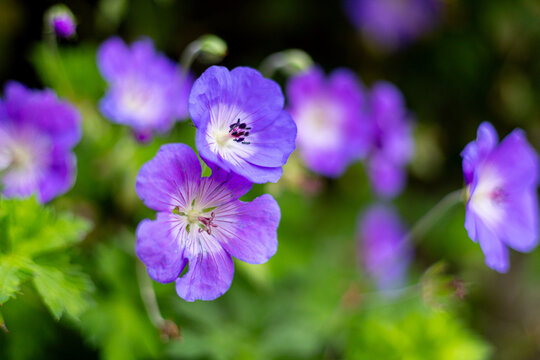 Cranesbill is a blue and purple flower
