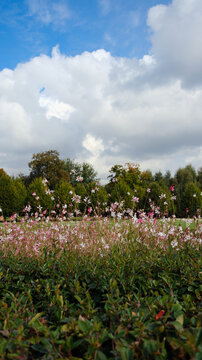 A field of gaura flowers in the park, blue sky. Sunny day. Vertical background.