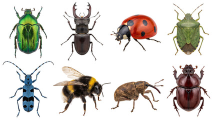 Assortment of eight diverse insects on a textured background, keywords: insect, beetle, ladybug, bee, stag, beetle, solated on, transparent background © PNG Studio 99