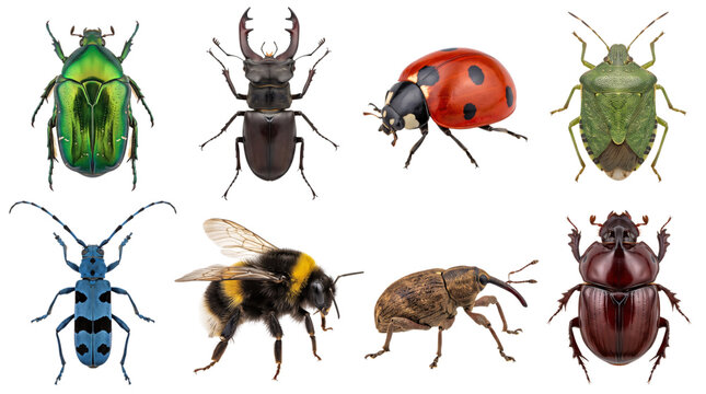 Assortment of eight diverse insects on a textured background, keywords: insect, beetle, ladybug, bee, stag, beetle, solated on, transparent background