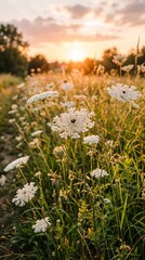 Fototapeta premium Queen Anne lace blossoms glow with radiant delicate layered charm