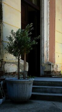 Olive tree in the wind in a concrete planter in front of an old Mediterranean building