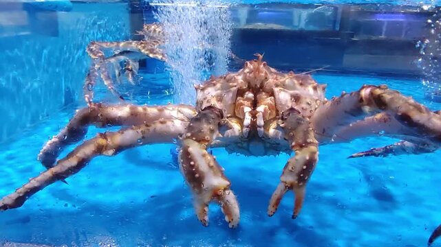Alaskan king crab in water tank at supermarket seafood section