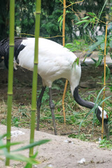 Fototapeta premium Elegant Red-Crowned Crane Amidst Bamboo in Natural Habitat for Wildlife Photography