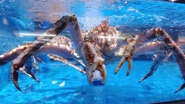 Alaskan king crab in water tank at supermarket seafood section