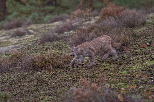 Cougar (Puma concolor), also commonly known as the mountain lion, puma, panther, or catamount. is the greatest of any large wild terrestrial mammal in the western hemisphere.