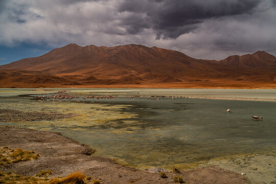 Panorama with a few hundred James and Chilean flamingos in the Canapa Lagoon in the Andes mountain range near the Uyuni salt flat, Bolivia.