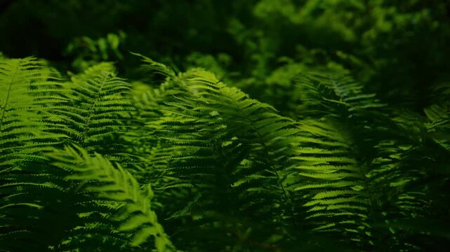 Vibrant green ferns sway gently in forest shade. Deep emerald tones highlight lush, detailed fronds. Soft light filters through dense foliage. Ideal for nature, wellness, or environmental themes