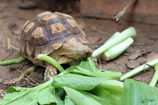 Sucata tortoise eating leaf on ground,African Sulcata Tortoise Natural Habitat