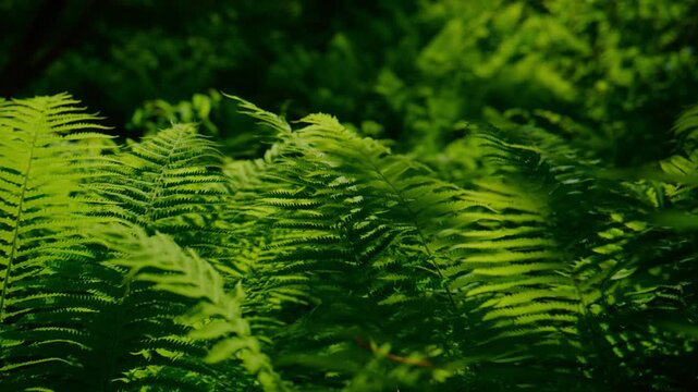 Close-up of lush green ferns in forest. Sunlight filters through dense foliage. Natural textures and vibrant colors dominate. Ideal for eco-themed projects, meditation, or nature backgrounds