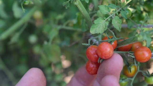 Tomato cluster of currant tomatoes (Solanum pimpinellifolium) in a human hand in a vegetable garden. Sustainable gardening. Close-up. Copy space. Shallow depth of field.