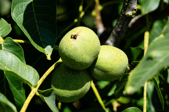 Walnu&szlig;baum Juglans regia im Alten Land bei Hamburg