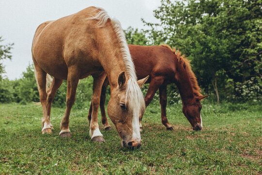 Two horses, mare and her foal, grazing in lush green meadow. Wild Polesian forest horse. Nature, rural life, animal care.