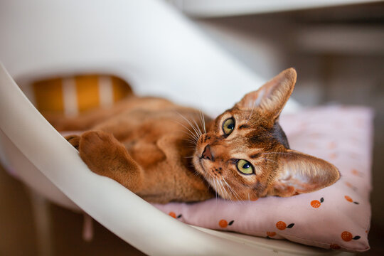 Beautiful Abyssinian cat resting comfortably on soft cushion in chair, looking directly at camera with expressive eyes. Comfort, companionship, and aesthetic beauty of kitten.