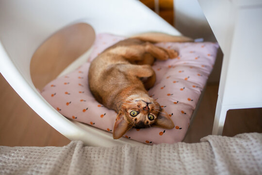 Adorable Abyssinian cat resting comfortably on cushion on office chair taking over workspace while owner away. Working from home with pets, interruption of professional routine by beloved animal.