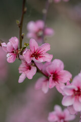pink cherry blossom © Lucy Rock