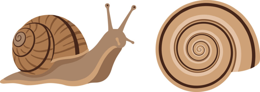 Detailed illustration of a garden snail and its spiraled shell on a white background