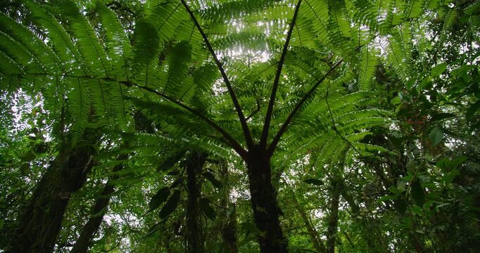 Lush tropical forest canopy illuminated by sun filtering through giant fern fronds dense rainforest ecosystem