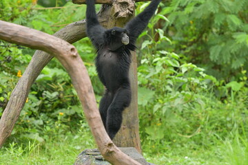A black monkey is hanging from a tree at a zoo in Solo, Indonesia © Andang Riana