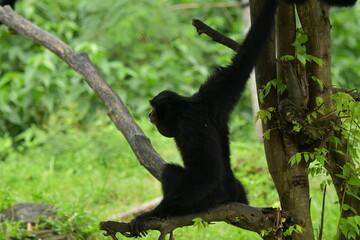 A black monkey is hanging from a tree at a zoo in Solo, Indonesia © Andang Riana