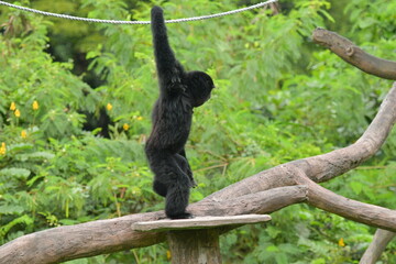 A black monkey is hanging from a tree at a zoo in Solo, Indonesia © Andang Riana
