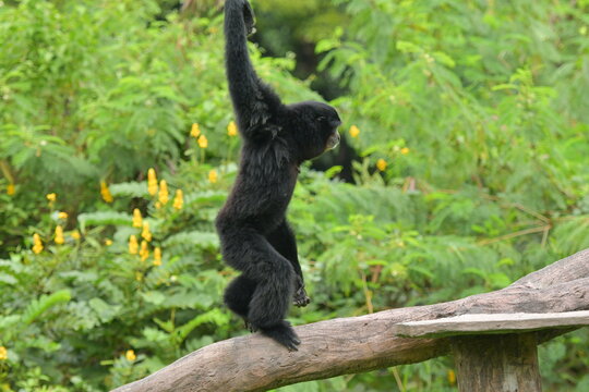 A black monkey is hanging from a tree at a zoo in Solo, Indonesia