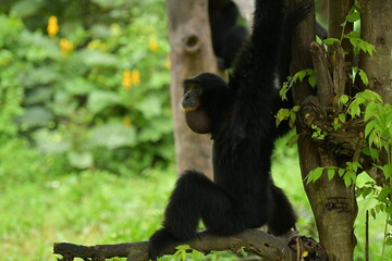 A black monkey is hanging from a tree at a zoo in Solo, Indonesia © Andang Riana