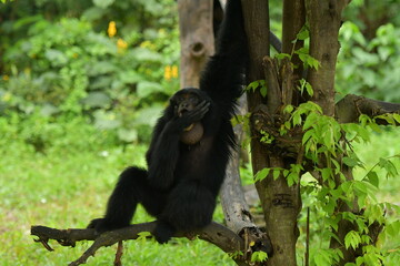 A black monkey is hanging from a tree at a zoo in Solo, Indonesia © Andang Riana