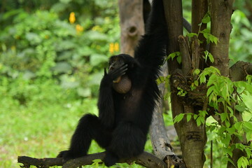 A black monkey is hanging from a tree at a zoo in Solo, Indonesia © Andang Riana