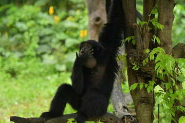 A black monkey is hanging from a tree at a zoo in Solo, Indonesia © Andang Riana