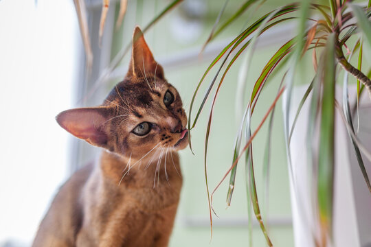 Сurious Abyssinian cat gently licking leaves of houseplant indoors. Pet care, domestic life, poisonous plants,  interaction between animals and household greenery.