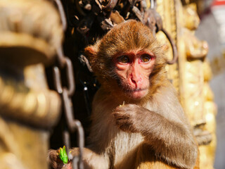 Young macaque monkey eating a snack amidst ornate golden structures, reflecting wildlife in a cultural setting in Nepal. © Martin