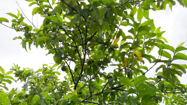 Guava tree leaves and fruits gently swaying in the wind 4k video footage